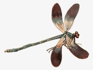 Single Dragonfly - Dragonfly Png