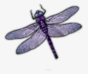 Dragonfly Wings Png Download - Portable Network Graphics