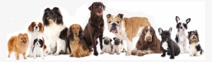 We Accept All Breeds - Group Of Dogs