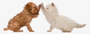 Buster's Friends - Dog And Cat High Five