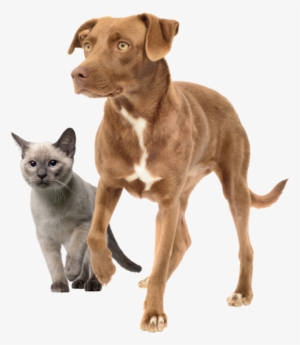 Cat And Dog Png - Dog