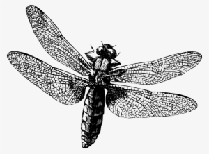 Cafepress Dragonfly Queen Duvet