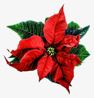 Artesanato Pinterest Christmasflowerpng Graphic Black - Christmas Flower