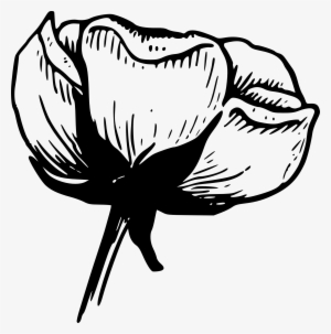 Black And White Floral