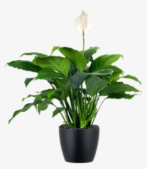 Awesome Lowlight Indoor Plant Japanese Peace Lily In - Low Maintenance House Plants