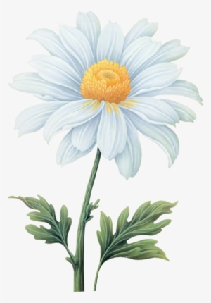 Tropical Flowers Png - Daisy Png