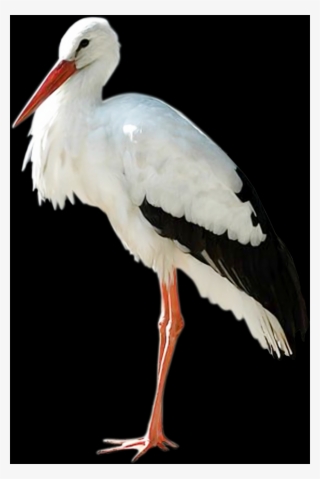 Stork Free Transparent Images
