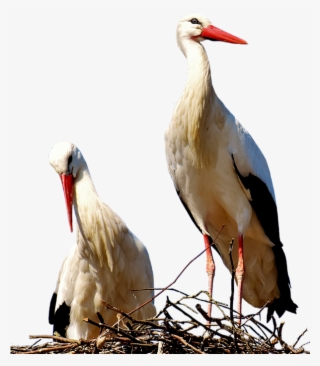 Storks, Pair, Birds, Stork, Fly, Rattle Stork, Bill - White Stork