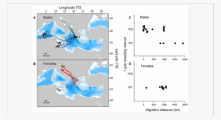 Satellite Tracks Of Post-breeding Male And Female Loggerhead - Female To Male Ratio On Sea Turtles
