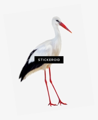 Stork