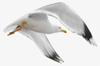Gull Png - Oiseaux De Mer Png