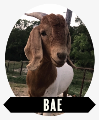 Bae-01 - Goat