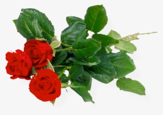Red Rose Png, Red Roses, Image File Formats, Image - Goodmorning With Beautiful Roses