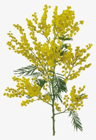 Albero Mimosa Png - Shameplant