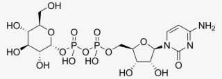 N Acetyl Glucosamine