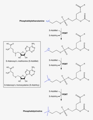 Overview Of Reactions Catalyzed By Phosphatidylethanolamine - Indolethylamine N Methyltransferase