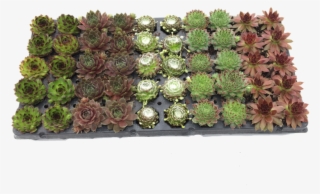 Not Drop Any Succulent Assortments But Instead, We've - Artificial Flower