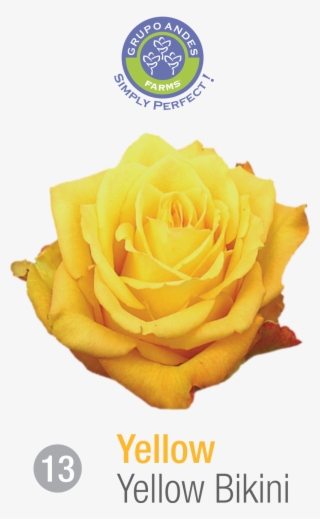 Rosa Variedad Yellow Bikini