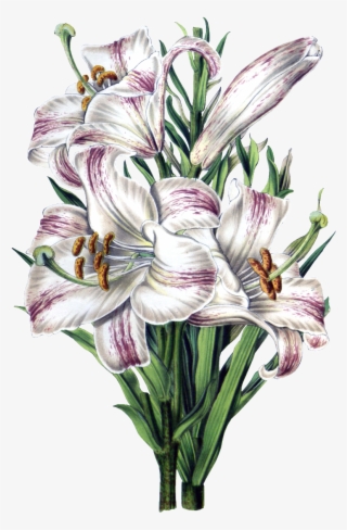 Lily Bouquet Png Physical Element - Flore Des Serres Et Des Jardins De L'europe
