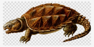 Snapping Turtle Png Clipart Turtle Reptile Clip Art - Clip Art Common Snapping Turtle