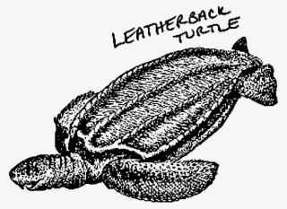 This Free Icons Png Design Of Leatherback Turtle
