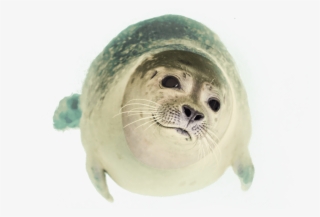 Free Png Seal Swimming Png Images Transparent - Seal Animal Png