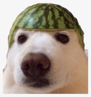 Dank Meme Dankememe Dankmemes Yeet Dog Watermelon Doggo - Dog Dank Memes Png