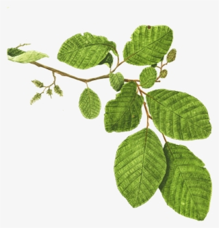 Mentha Spicata Branch Plant Mint Leaf - Mint