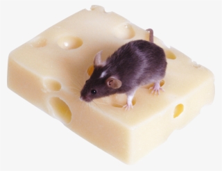 Mouse, Rat Png Image, Download Png Image With Transparent - Fındık Faresi