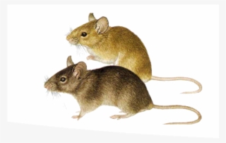 Rodent Problems - Marsh Rice Rat