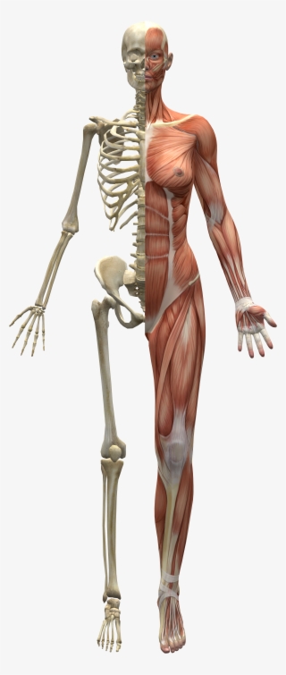 Skeleton And Muscles - Mitad Humano Mitad Esqueleto