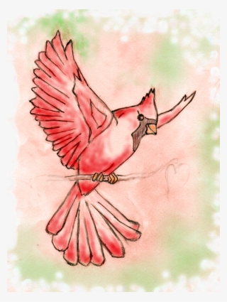 Clip Art Flying Cardinal Clipart - Sketch Of A Cardinal