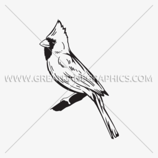 Graphic Black And White Library Cardinal Svg Line Drawing - Cardinal Logo Bird White And Black