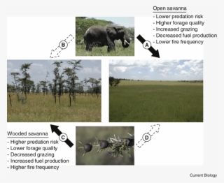 Elephants Typically Exert Strong Top-down Control Of - Savanna