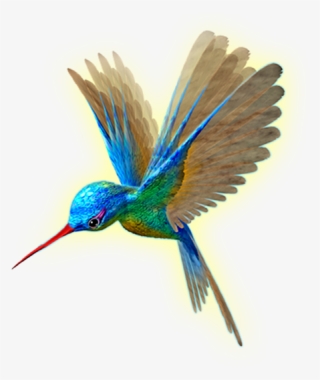 Beija Flor Em Png - Flight