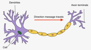 Neuron Hand-tuned - Brain Dendrites