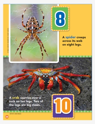 How Many Legs - Wolf Spider