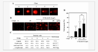 Coq 0 Increases Uvb Induced Dna Damage In Mcf 7 Cells - Cell