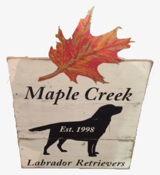 Welcome To Maple Creek Labrador Retrievers - Maple Leaf