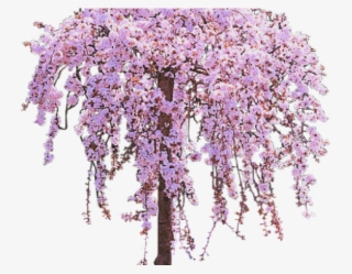 Cherry Tree Clipart Lilac Tree - Wisteria Tree Png