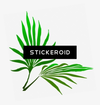 sukkot palm branch - palm frond clip art