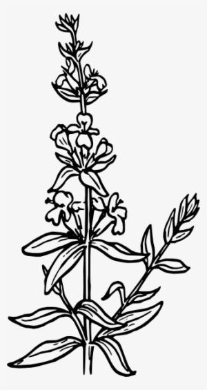 Black And White Flowers Png - Hyssop Drawing
