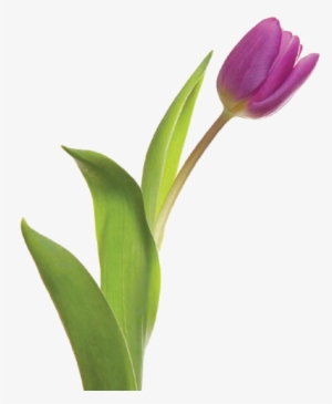 thirsty flowers - tulip