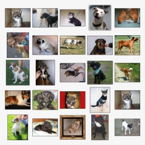 Dogs Download - Bull And Terrier