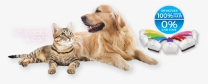 Aren't You Ready To Shed The Worry Of Grooming Your - Golden Retriever Cat Png