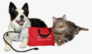 Are You Prepared For A Pet Emergency - Pet First Aid