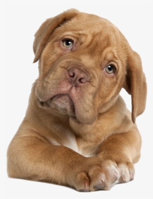 Pitbull Puppy Png - Dogue De Bordeaux French Mastiff Puppy (for