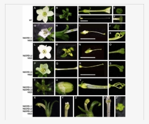 Phenotypes Of N - Nicotiana Benthamiana