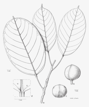 Picture Transparent Blumeodendron Subrotundifolium - Sketch