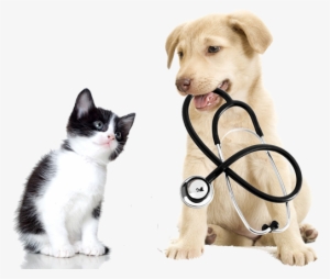Image Is Not Available - Dog And Cat Exams
